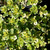 Buy Thymus 'Doone Valley' (v) Thyme Doone Valley | Herb Plant for Sale in 9cm Pot Buy Thymus 'Doone Valley' (v) Thyme Doone Valley | Herb Plant for Sale in 9cm Pot