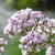 Buy Valeriana officinalis Valerian | Potted Herb Plant | Hooksgreen Herbs