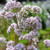 Buy Valeriana officinalis Valerian | Buy Herb Plant Online in 1 Litre Pot