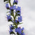 Buy Echium vulgare Viper's Bugloss | Potted Herb Plant | Hooksgreen Herbs