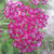 Achillea millefolium 'Cerise Queen' |Yarrow 'Cerise Queen'| Herb Plant for sale in 1 Litre pot