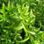 Buy Lemon Verbena (Aloysia citrodora) | Herb Plant for Sale in 1 Litre Pot Buy Lemon Verbena (Aloysia citrodora) | Herb Plant for Sale in 1 Litre Pot