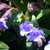 Buy Pulmonaria 'Blue Ensign' Lungwort, Blue Ensign | Potted Herb Plant | Hooksgreen Herbs Buy Pulmonaria 'Blue Ensign' Lungwort, Blue Ensign | Potted Herb Plant | Hooksgreen Herbs