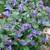 Buy Pulmonaria 'Blue Ensign' Lungwort, Blue Ensign | Buy Herb Plant Online in 1 Litre Pot Buy Pulmonaria 'Blue Ensign' Lungwort, Blue Ensign | Buy Herb Plant Online in 1 Litre Pot