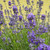 Buy Lavandula angustifolia 'Lady' Lavender Lady | Herb Plant for Sale in 9cm Pot Buy Lavandula angustifolia 'Lady' Lavender Lady | Herb Plant for Sale in 9cm Pot