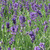 Buy Lavandula angustifolia 'Munstead' Lavender Munstead | Herb Plant for Sale in 9cm Pot