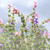 Buy Salvia viridis 'Sage Painted' | Herb Seeds for Sale