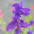 Salvia viridis (Painted Sage) Herb SEEDS