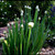 Buy Allium fistulosum, Welsh Onion | Herb Seeds for Sale