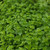 Buy Origanum onites 'Oregano Greek' | Herb Seeds for Sale Buy Origanum onites 'Oregano Greek' | Herb Seeds for Sale