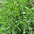 Buy Satureja hortensis Summer Savory | Buy Herb Seeds Online Buy Satureja hortensis Summer Savory | Buy Herb Seeds Online