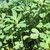 Buy Trigonella foenum-graecum, Fenugreek | Herb Seeds for Sale
