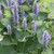 Buy Agastache foeniculum Anise Hyssop | Buy Herb Seeds Online