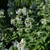 Buy Nepeta x faassenii 'Alba' Catmint White | Herb Seeds for Sale
