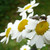 Buy Tanacetum parthenium, Feverfew | Buy Herb Seeds Online