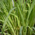 Buy Cymbopogon citratus, Lemon Grass | Herb Seeds for Sale