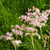 Meadowsweet Pink | Pink Flowers | Herb Plant
