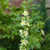 Agrimonia eupatoria 'Alba'| Agrimony White Flowered | Rare Herb Plant
