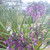 Allium Cernuum (Nodding Onion) Herb Plant |Herb plant for sale in 1 Litre Pot| Buy Online