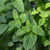 Buy Strawberry Mint | Herb Plants for Sale Buy Strawberry Mint | Herb Plants for Sale