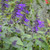 Buy Salvia 'Salvia Amistad' | Buy Potted Herb Plants Online Buy Salvia 'Salvia Amistad' | Buy Potted Herb Plants Online