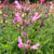 Salvia recognita close up of flower | Herb Plant for Sale Online