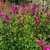 Salvia microphylla 'Trewithen Cerise' | Herb Plant online Salvia microphylla 'Trewithen Cerise' | Herb Plant online