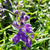 Scutellaria galericulata (Common Skullcap) Herb Plant | Herb Plant for Sale in 1 Litre Pot Scutellaria galericulata (Common Skullcap) Herb Plant | Herb Plant for Sale in 1 Litre Pot