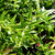 Scutellaria galericulata (Common Skullcap) Herb Plant | Herb Plant for Sale in 1 Litre Pot Scutellaria galericulata (Common Skullcap) Herb Plant | Herb Plant for Sale in 1 Litre Pot