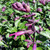 Buy Salvia 'Love and Wishes' | Buy Potted Herb Plants Online