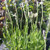 Lavandula angustifolia 'Melissa Lilac' (Lavender 'Melissa Lilac') Herb Plant Lavandula angustifolia 'Melissa Lilac' (Lavender 'Melissa Lilac') Herb Plant