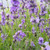 Lavandula angustifolia 'Melissa Lilac' |Lavender 'Melissa Lilac'| Herb Plant for sale in 1 Litre Pot Lavandula angustifolia 'Melissa Lilac' |Lavender 'Melissa Lilac'| Herb Plant for sale in 1 Litre Pot
