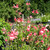 Buy Salvia microphylla 'Trelawny Rose Pink'|  Buy Potted Herb Plants Online