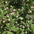 Buy Myrtus communis, Myrtle Communis | Herb Plant for Sale in 1 Litre Pot Buy Myrtus communis, Myrtle Communis | Herb Plant for Sale in 1 Litre Pot