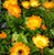 Calendula officinalis 'Oopsy Daisy'(Marigold Pot)| Buy Herb Plant Online