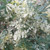 Ruta graveolens Variegata|Variegated Rue| Herb Plant for sale online in 1Litre Pot