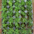 Buy Chamaemelum nobile 'Treneague' Lawn Chamomile | Herb Plugs for Sale 50 in Tray