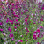 Salvia greggii 'Amethyst Lips' (Amethyst Lips') | Herb Plant for sale Salvia greggii 'Amethyst Lips' (Amethyst Lips') | Herb Plant for sale