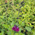 Salvia greggii 'Amethyst Lips' (Amethyst Lips') | Herb Plant for sale Salvia greggii 'Amethyst Lips' (Amethyst Lips') | Herb Plant for sale