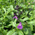 Salvia x jamensis 'Javier' |Herb Plant Salvia x jamensis 'Javier' |Herb Plant