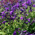 Salvia x jamensis 'Javier' (Sage ''Javier') |Herb Plant Salvia x jamensis 'Javier' (Sage ''Javier') |Herb Plant