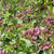 Buy Origanum laevigatum 'Gentle Breeze' Oregano 'Gentle Breeze' | Herb Plant for Sale in 1 Litre Pot Buy Origanum laevigatum 'Gentle Breeze' Oregano 'Gentle Breeze' | Herb Plant for Sale in 1 Litre Pot