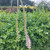 Veronicastrum virginicum 'Lavendelturm' (Culvers Root) | Buy Herb Plant Veronicastrum virginicum 'Lavendelturm' (Culvers Root) | Buy Herb Plant