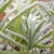 Lavandula angustifolia 'Nana Atropurpurea' (Lavender 'Nana Atropurpurea') Herb Plant