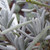 Lavandula x chaytoriae 'Richard Gray'( Lavender 'Richard Gray') Herb Plant