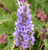 Lavandula x intermedia 'Old English' (Lavender 'Old English') Herb Plant