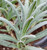 Lavandula x chaytoriae 'Bridehead Blue'( Lavender 'Bridehead Blue') Herb Plant