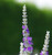 Lavandula x chaytoriae 'Bridehead Blue'( Lavender 'Bridehead Blue') Herb Plant