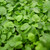Buy Mentha requienii, Corsican Mint | Herb Plant for Sale in 9cm Pot