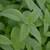 Buy Mentha arvensis 'Banana', Banana Mint | Herb Plant for Sale in 9cm Pot